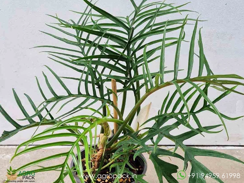 Philodendron Tortum Wild Plant For Sale In India | Online plant nursery