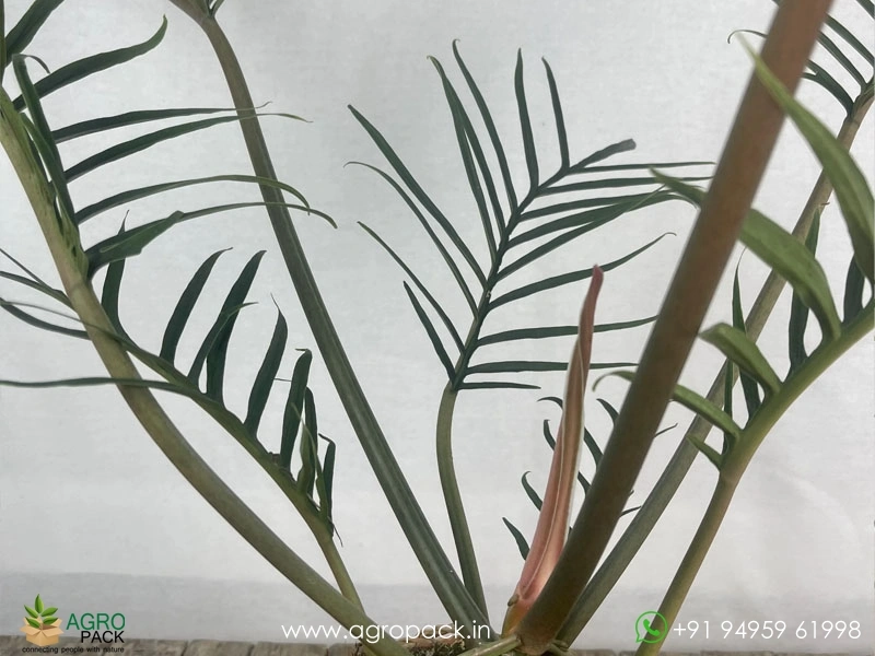 Philodendron Tortum Wild Plant For Sale In India | Online plant nursery