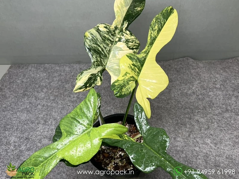 Philodendron-Violin-Variegated1