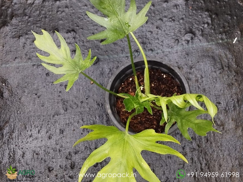 Philodendron-Warsceiweichi1