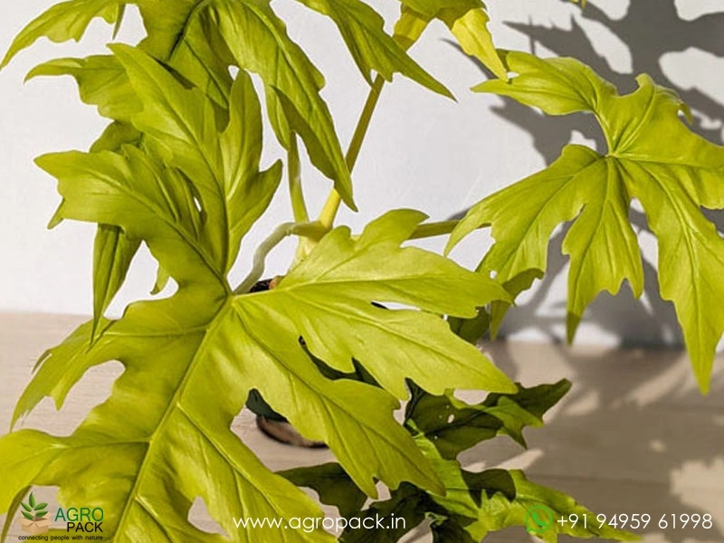 Philodendron-Warsceiweichi5