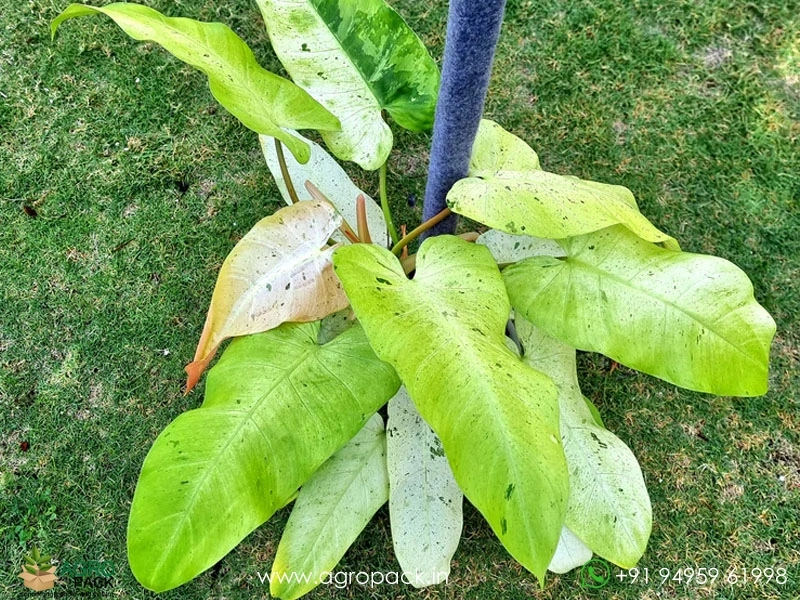 Philodendron-Whipple-Way1
