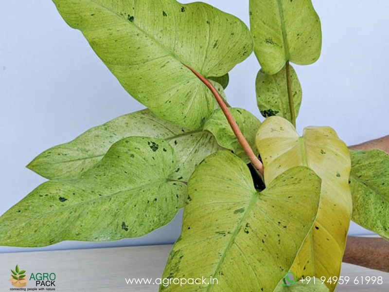 Philodendron-Whipple-Way2