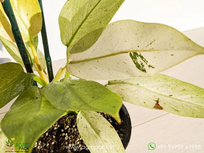 Philodendron-Whipple-Way3