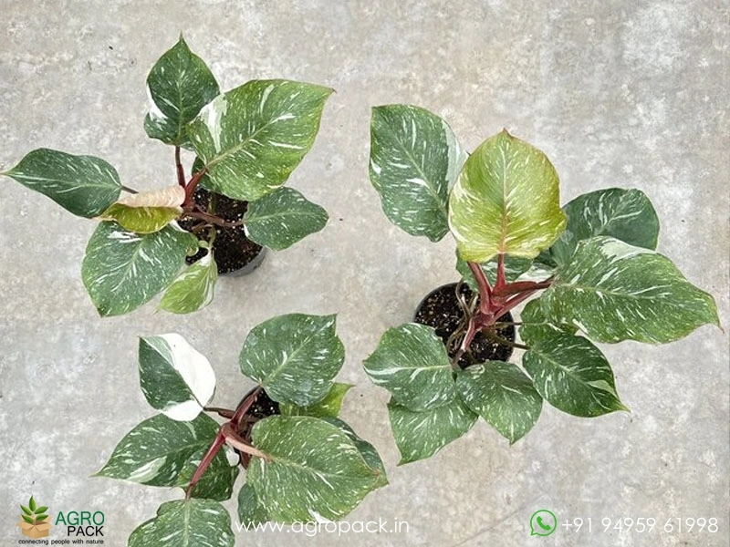 Philodendron-White-Knight-Marble5