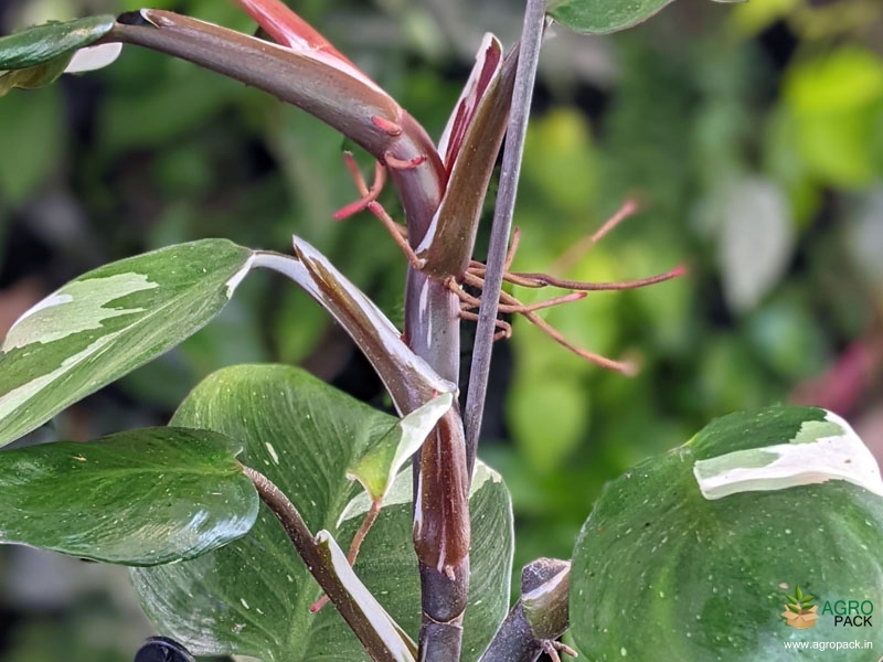 Philodendron-White-Knight2