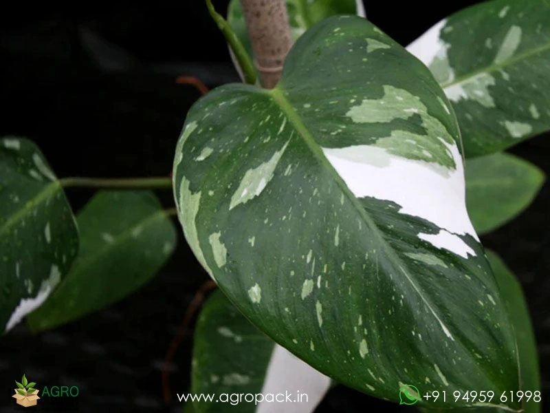 Philodendron-White-Princess5