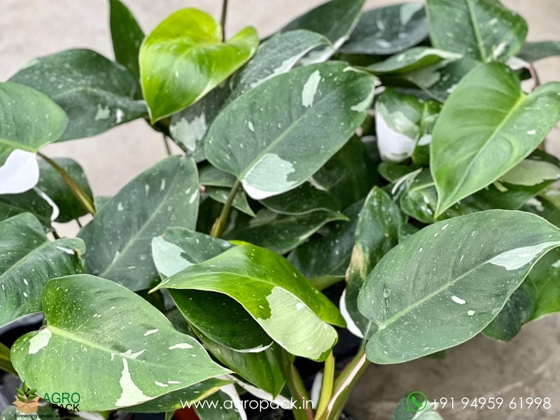 Philodendron-White-Princess6