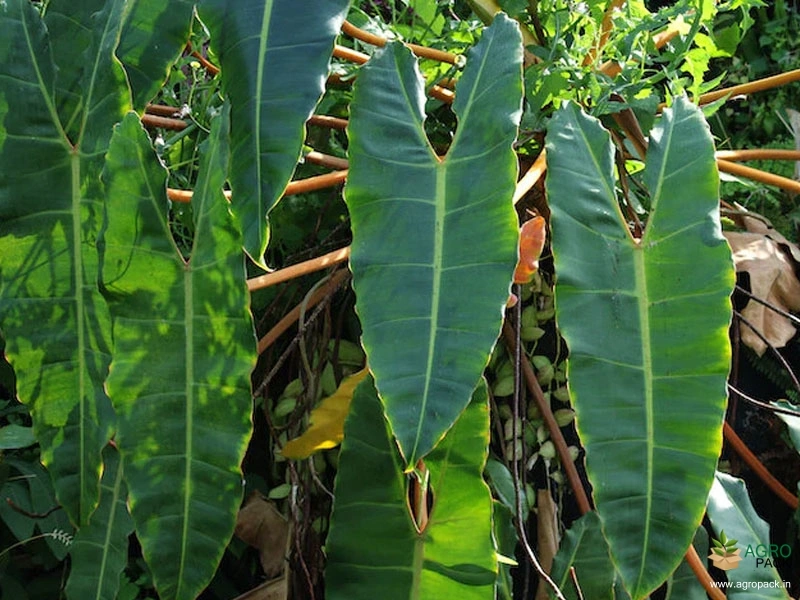 Philodendron-atabapoense1