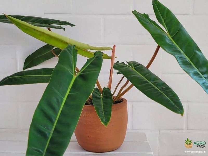Philodendron-atabapoense3