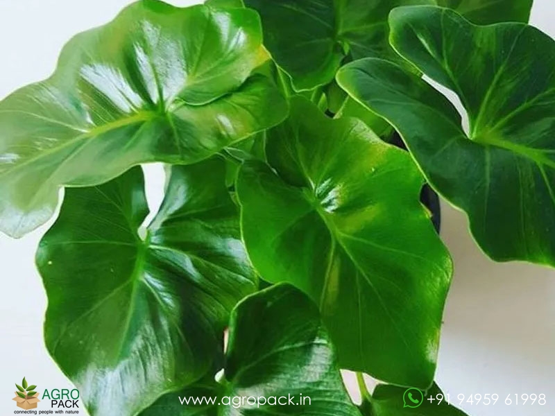 Philodendron-atom1