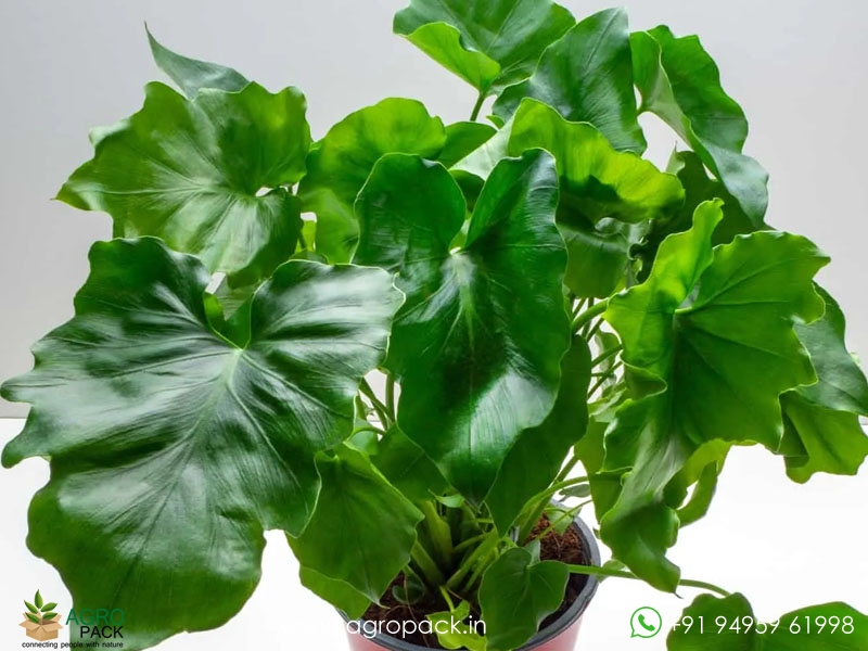 Philodendron-atom2