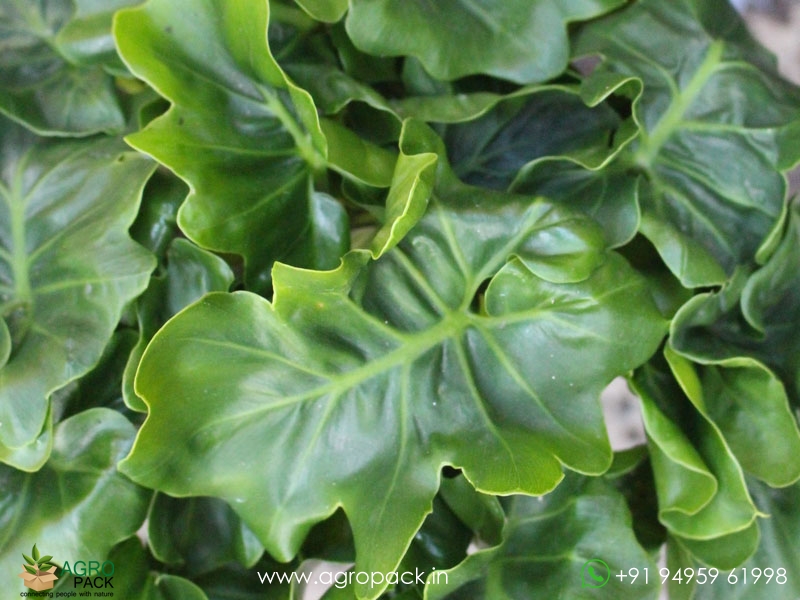 Philodendron-atom3