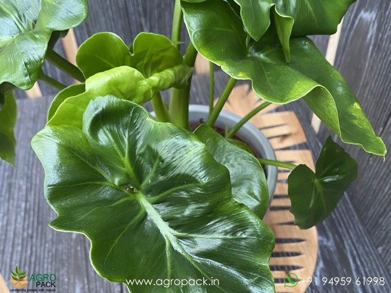 Philodendron-atom5
