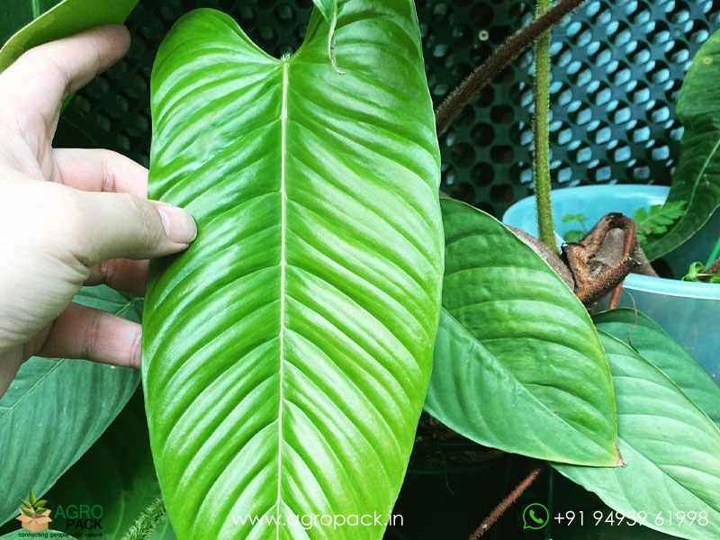 Philodendron-genevievianum1