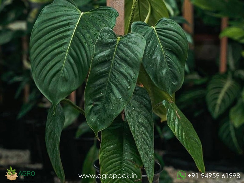 Philodendron-genevievianum2