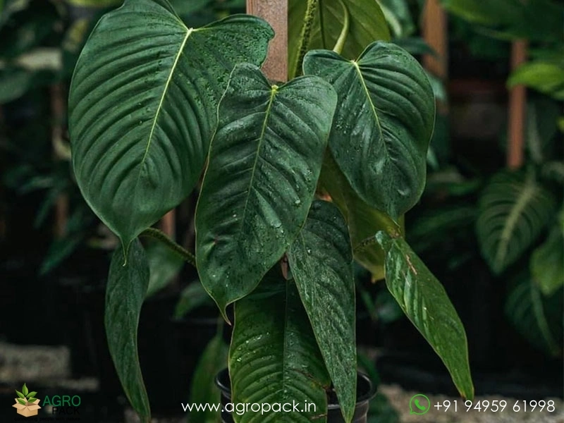 Philodendron-genevievianum2