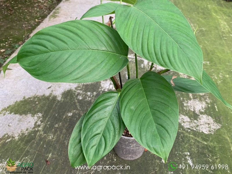 Philodendron-genevievianum3
