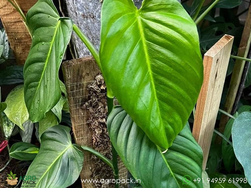 Philodendron-genevievianum4