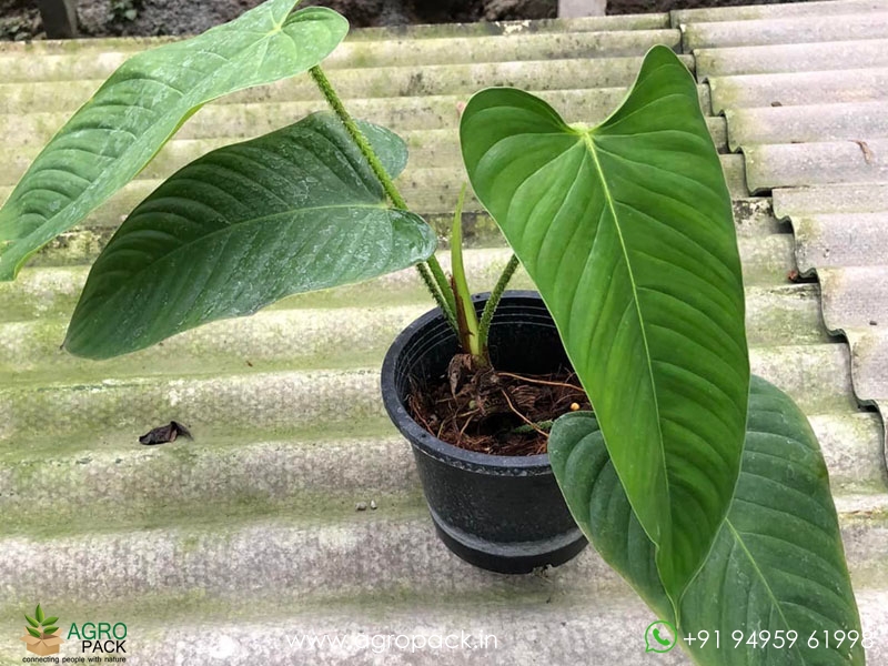 Philodendron-genevievianum5