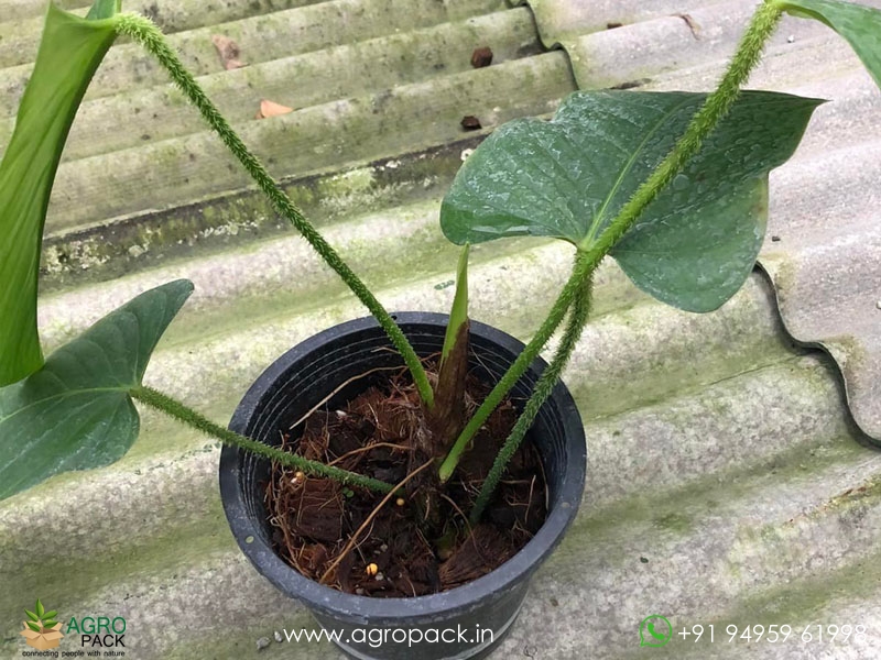Philodendron-genevievianum6