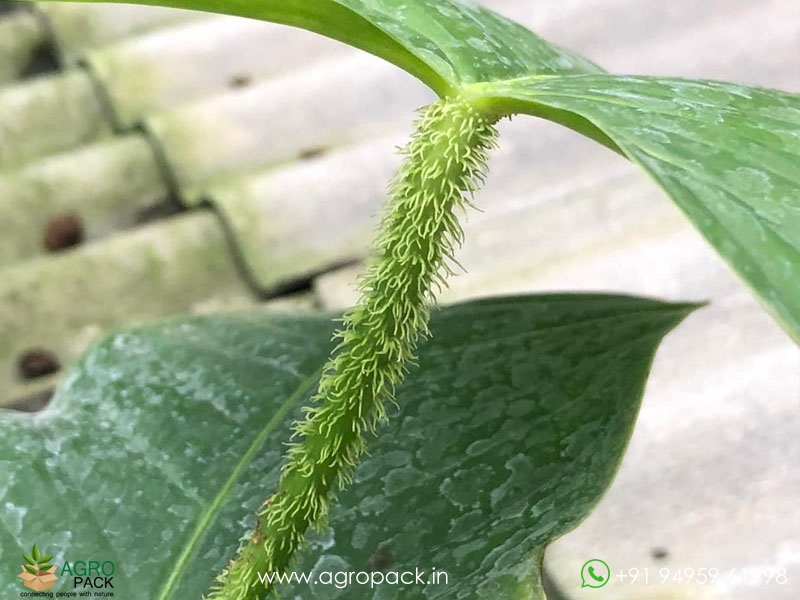 Philodendron-genevievianum7