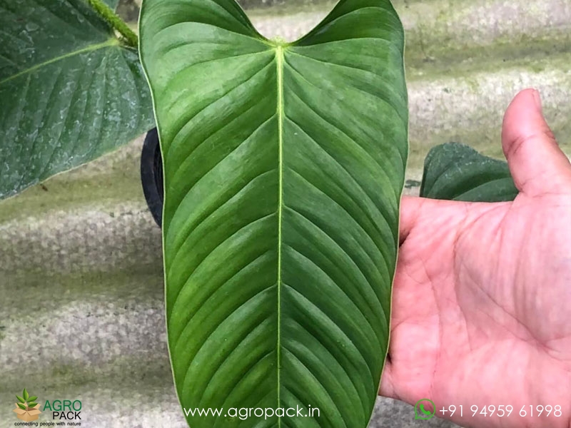 Philodendron-genevievianum8