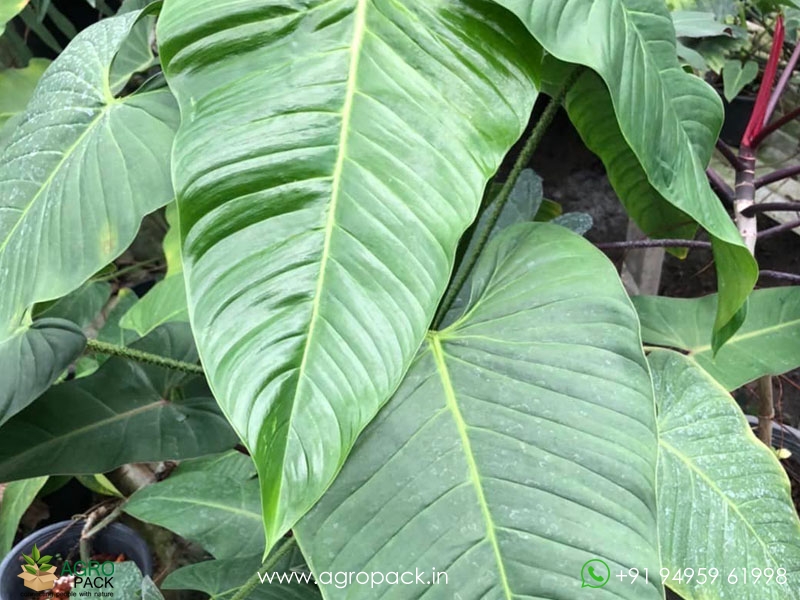 Philodendron-genevievianum9