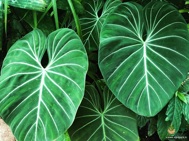 Philodendron-gloriosum2