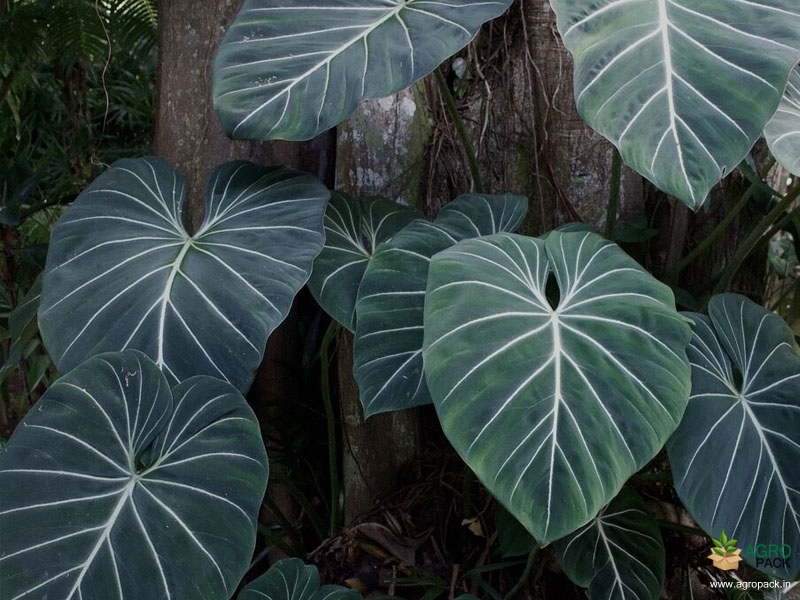 Philodendron-gloriosum3