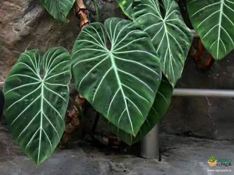 Philodendron-gloriosum4