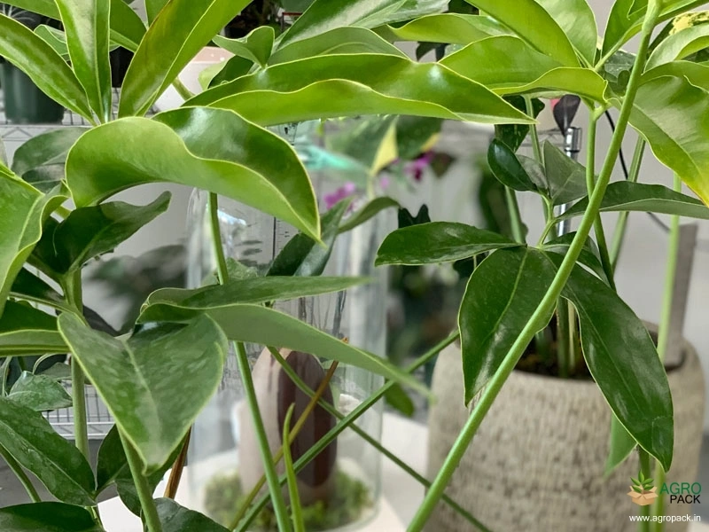 Philodendron-goeldi3