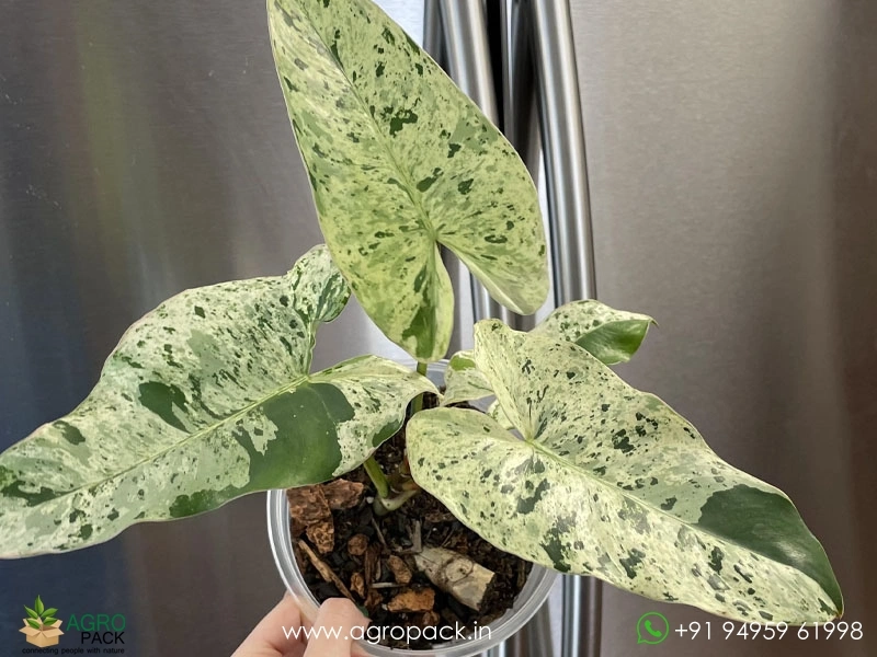panda succulent Panda Plant Kalanchoe Tomentosa - Fuzzy - 2 Inch