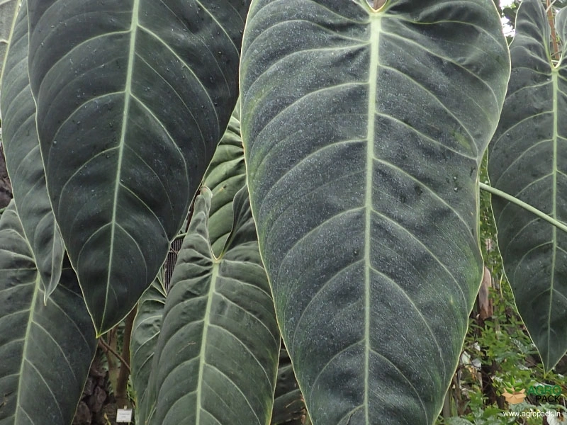 Philodendron-melanochrysum1