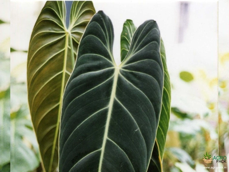Philodendron-melanochrysum2