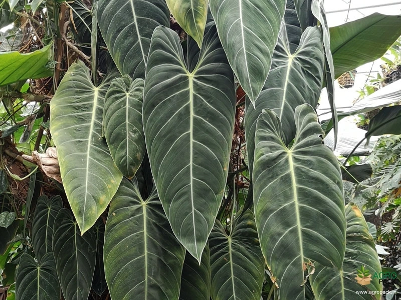 Philodendron-melanochrysum3