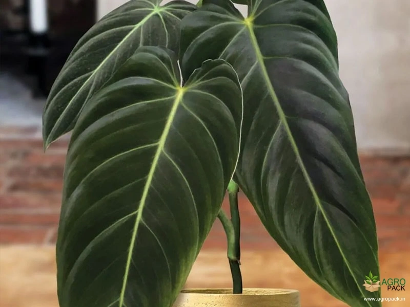 Philodendron-melanochrysum4