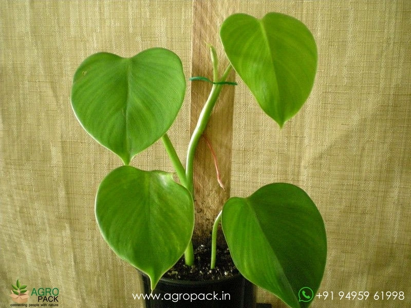 Philodendron-microstictum2