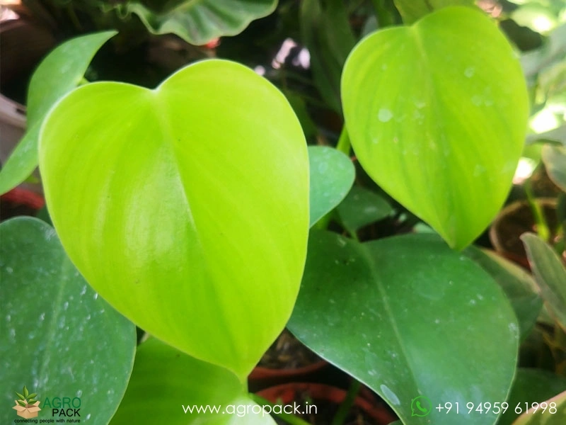 Philodendron-microstictum3