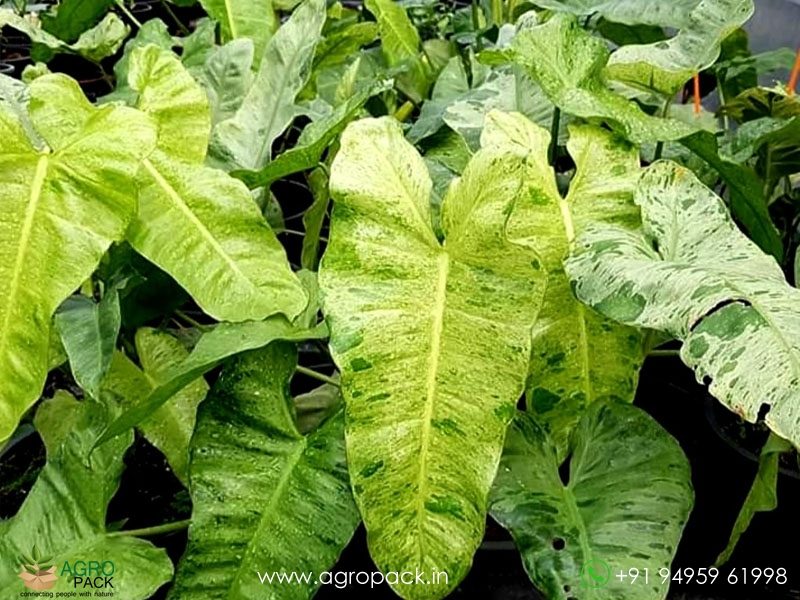 Philodendron-paraiso-verde3