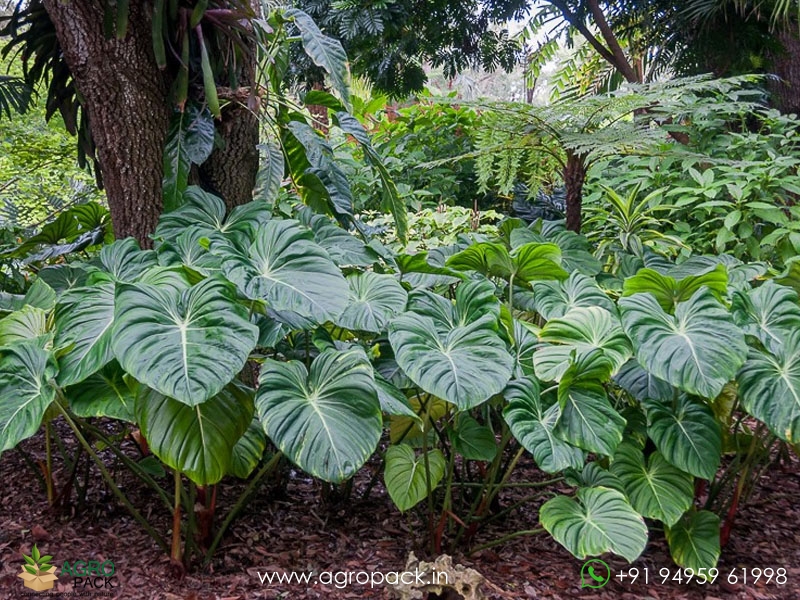 Philodendron-pastazanum1