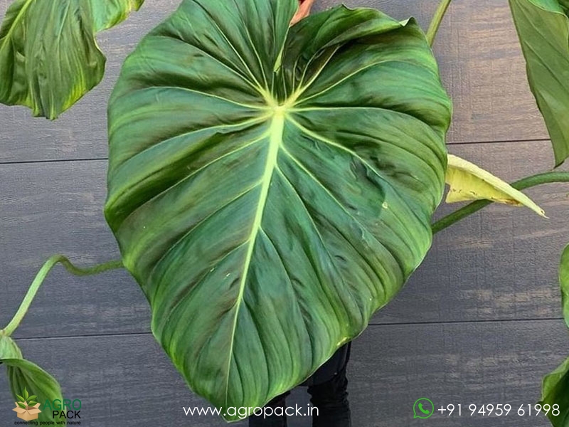 Philodendron-pastazanum3