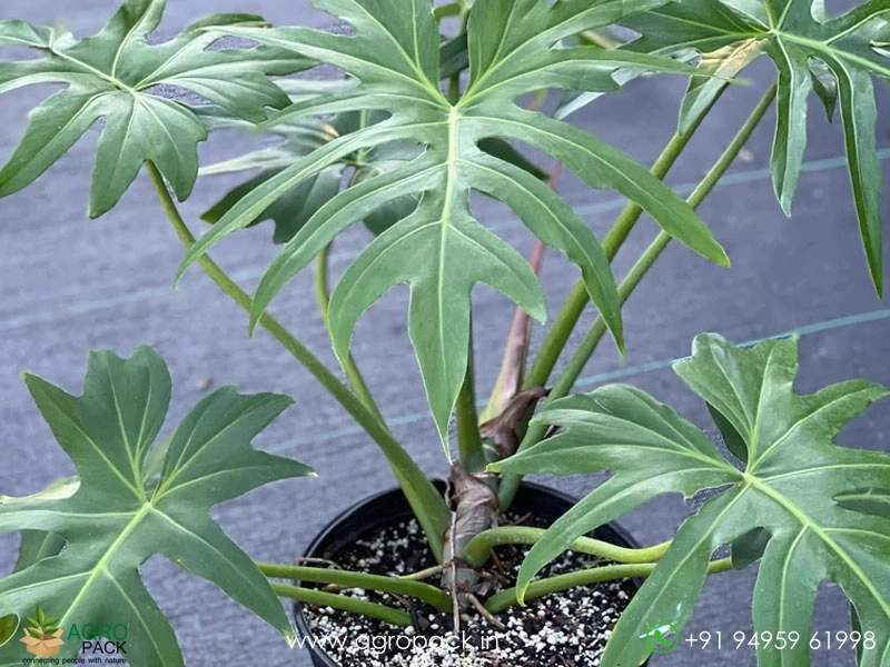 Philodendron-radiatum1