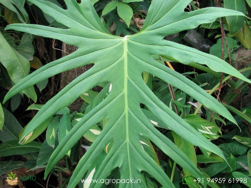 Philodendron-radiatum2