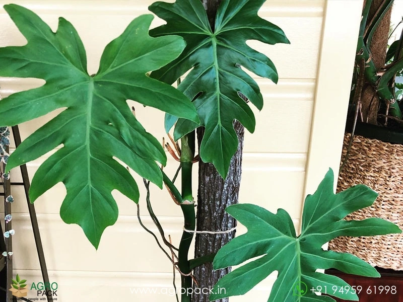 Philodendron-radiatum3