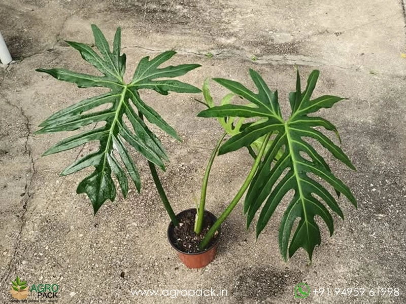 Philodendron-radiatum4