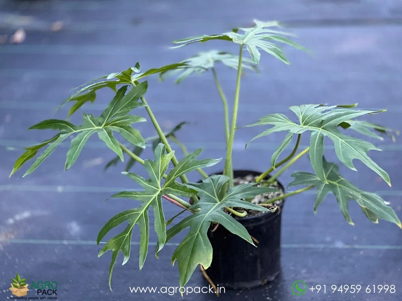 Philodendron-radiatum5