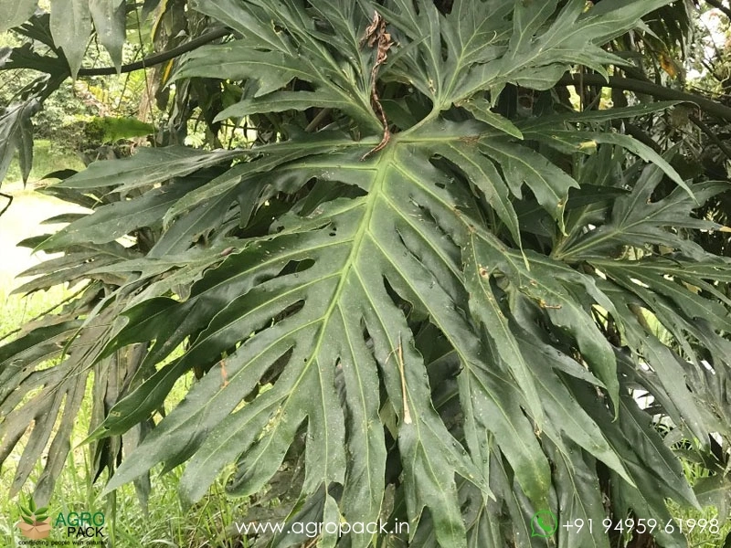 Philodendron-radiatum6