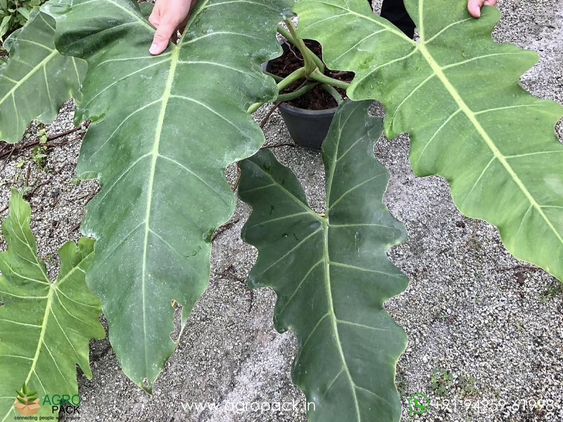 Philodendron-simmondsii2