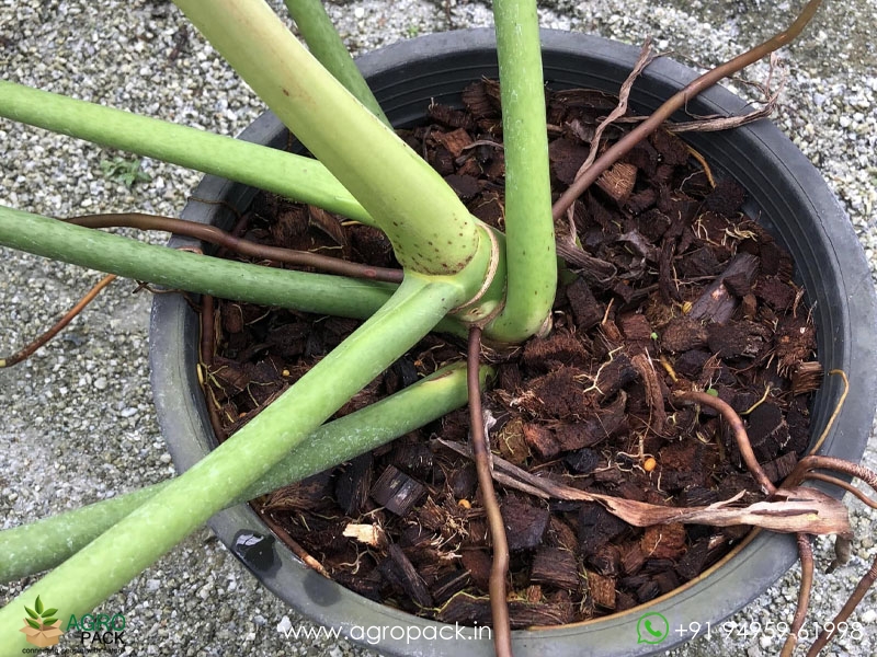Philodendron-simmondsii3